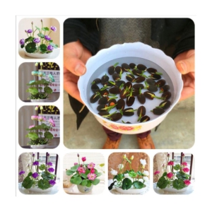 MIX 5 COLOR LOTUS FLOWER 20 SEEDS PACK WITH USER MANUAL