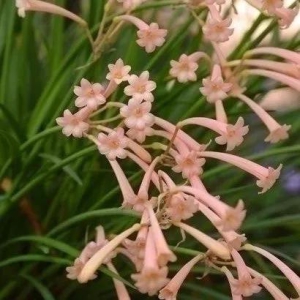 cyrtanthus-mackenii-himalayan-pink-bulbs-8