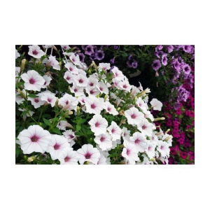 homeagro - Petunia Mixed Flower ( 50 Seeds )