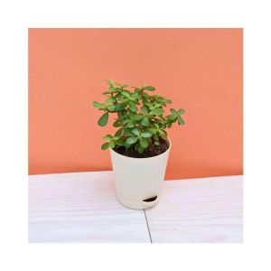 UGAOO Good Luck Jade Indoor Plant with Self Watering Pot