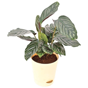 UGAOO Calathea Sanderiana Natural Live Indoor Plant with Pot