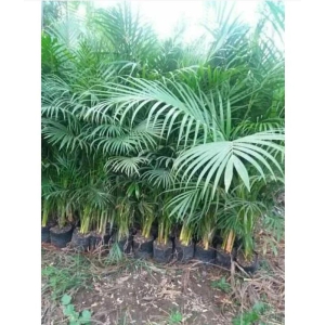 CLASSIC GREEN EARTH - Areca palm Plant ( 20 Seeds )