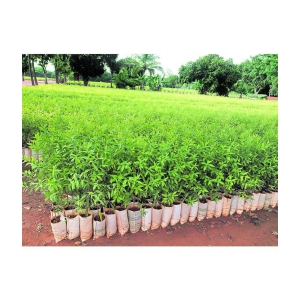 Recron Seeds - Sandalwood Plant ( 10 Seeds )