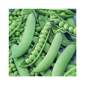 SHOP 360 GARDEN High Yield Hybrid Vegetable Peas Seeds - Pack of 50 grams