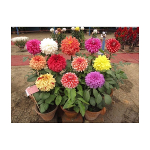 HN organic seed - Dahlia Mixed Flower ( 25 Seeds )