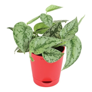 UGAOO Satin Silver Splash Indoor Live Plant with Self Watering Pot Red