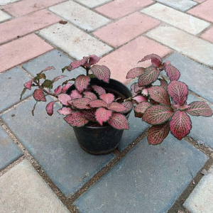 Fittonia Red in 4 Inch Plastic Pot