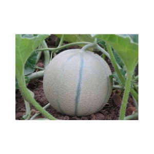 muskmelon plant seeds