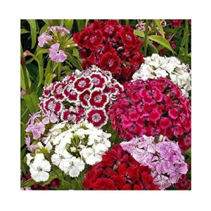 Sweet William Mixture Dianthus barbatus Winter Flower Seeds with Coco Peat Seed Starter
