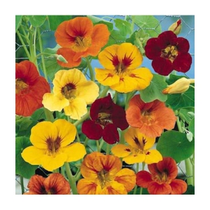 nasturium flower 20 seeds pack with free Free cocopeat and user manual for your garden