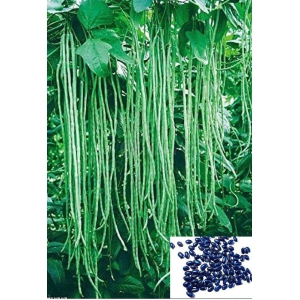 homeagro- Long Beans Vegetable Seeds (Pack of 50)