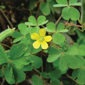 oxalis-corniculata-bulbs-10