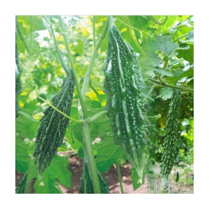 Bitter gourd karela 20 seeds high germination seeds with instruction manual