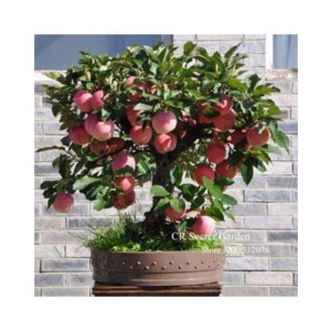 Apple Hazaratbali Variety Fruit Seed Plant For Indoor