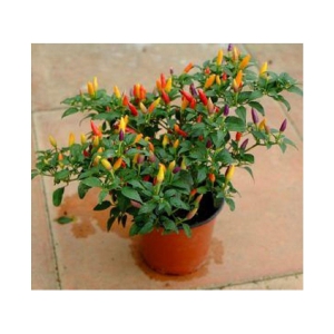 50+ Thai Hot Chili Pepper Seeds Grown Capsicum frutescens VAR pod Pepper hot Pepper