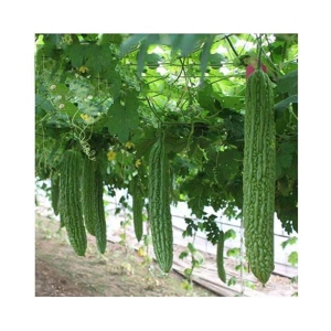 15 Seeds of High Yield Bitter Gourd Pali F1 Hybrid Green Long for Terrace Balcony Kitchen Poly House Gardening