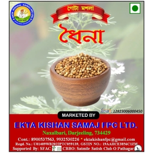 DHAINA/ CORIANDER (PACK OF 3)