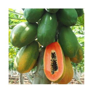 HN Hybrid Papaya Seed (50 Seeds)