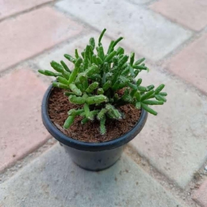 Pin Succulent Green in 3 Inch Plastic Pot