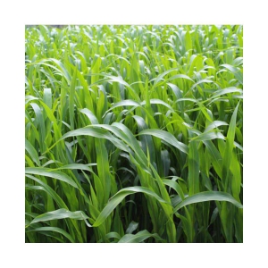 PASUMAI SUPER NAPIER GRASS SEED HIGH YIELD(250 SEEDS)