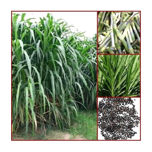 super napier grass pack of 500 seeds WITH USE MANUAL FOR OUTDOOR GARDENING USE ( USED IN ANIMAL FOOD)