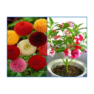 homeagro - Combo of Dahlia Mixed Flower ( 25 Seeds ) and Balsam mix Flower ( 20 seed )