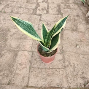 Variegated Dwarf Snake in 4 Inch Plastic Pot