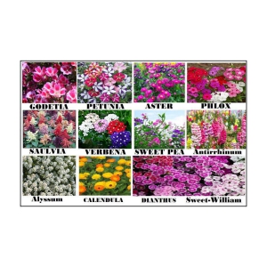 WINTER 12 FLOWER COMBO SEEDS APPROX 400 MIX SEEDS PACK WITH FREE GIFT COCOPEAT SOIL AND USER MANUAL FOR INDDOR AND OUTDOOR HOME AND GARENING USE  SUPER SAVIOR DEAL