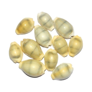 Gupta Rudraksh Collection - Pearl Kowdi (Pack of 10)