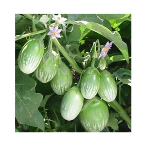 BRINJAL Seed, F1 Hybride (50 seeds)