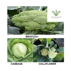 broccoli +cabbage +cauliflower 100+ deesds with growing cocopeatt