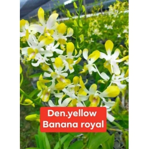 Dendrobium Yellow Banana Royal