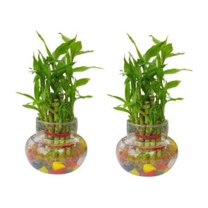 Green plant indoor - Green Wild Artificial Flowers With Pot ( Pack of 2 )