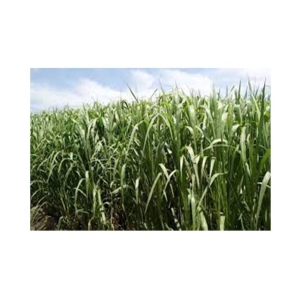 SUPER NAPIER GRASS SEED HIGH YiELD (100 SEEDS)