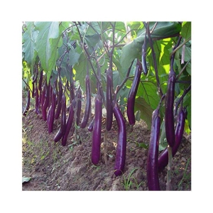 Natural garden plants Brinjal Seeds Long Hybrid F1 Variety Heirloom Vegetable, 200 Seeds Packet