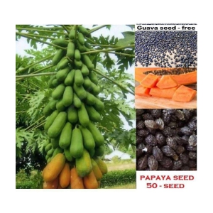 Papaya F 1 Hybrid Seeds Pack - 50 seed + Instruction Manual