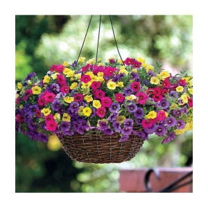 sky star agro & co. - Petunia Mixed Flower ( 50 Seeds )