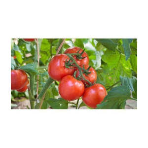 homeagro - Tomato Vegetable ( 100 Seeds )