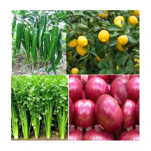 CLASSIC GREEN EARTH - Chilli Vegetable ( 200 Seeds )