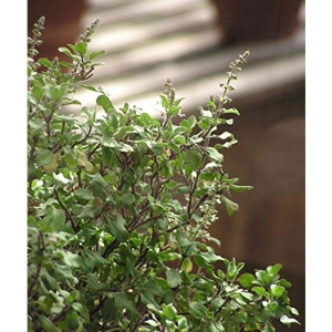 Creative Farmer Tulsi GardeningGreen Basil Herb Seeds