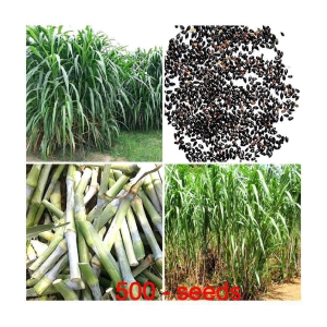 GREEN EARTH JUMBO GRASS SEEDS Nederland grass 500 seeds best for animal feeding