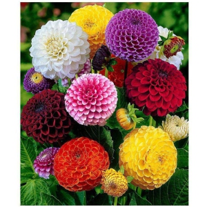 Ishika Dahlia Mixed Flower Plant Seeds