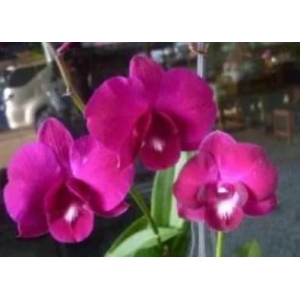 Dendrobium Flawless Pink