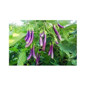 Alkarty Brinjal Purple Long Vegetables Seeds - Pack of 50 F-1 Hybrid Seeds with growing soil