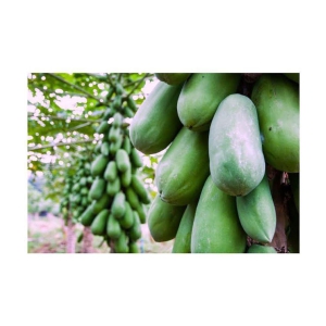Papaya F 1 Hybrid Seeds Pack - 50 seed + Instruction Manual