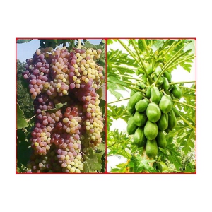 homeagro - Combo of Black Grape Fruit ( 20 Seeds ) and Papaya F1 Hybrid Fruit ( 50 seed )