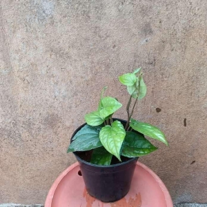 Paan in 4 Inch Plastic Pot