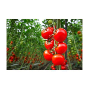 homeagro - Tomato Vegetable ( 100 Seeds )