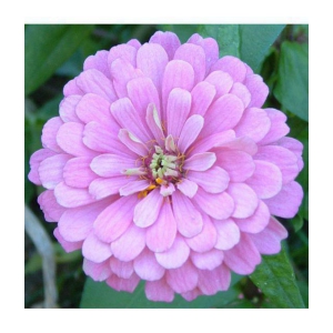 homeagro - Zinnia Flower ( 20 Seeds )