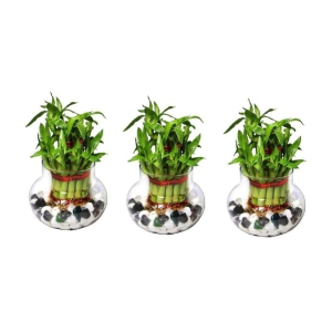 Green plant indoor - Green Wild Artificial Flowers With Pot ( Pack of 3 )